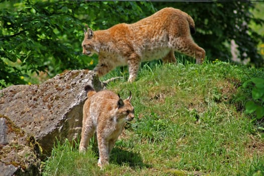 Lynx
