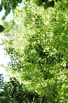 Beech leaves in spring 2