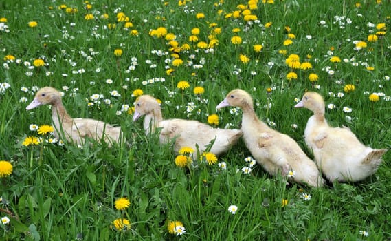 Goose march