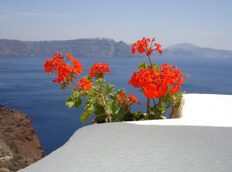 Flowers in Santorini