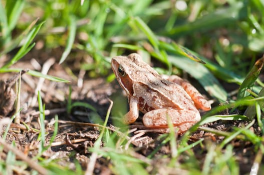 Common Frog - Rana temporaria
