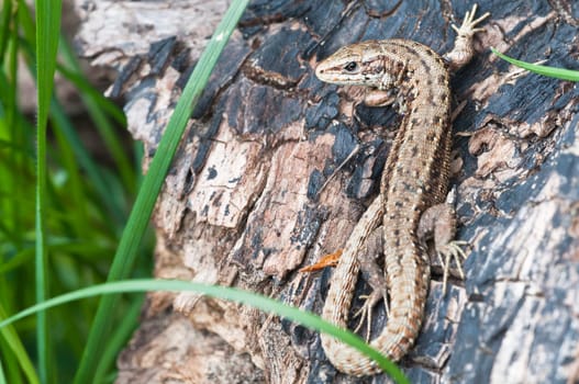 Wood lizard - Zootoca-vivipara