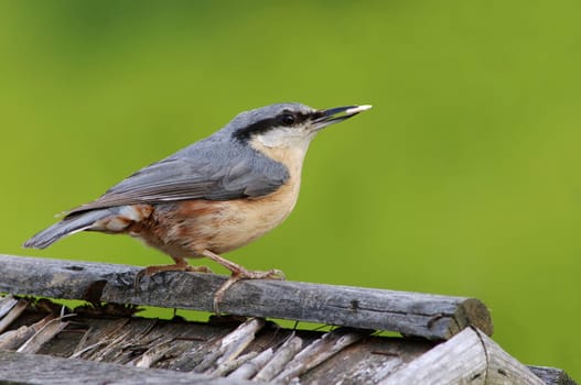 nuthatch