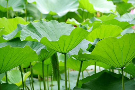 green lotus leaf background