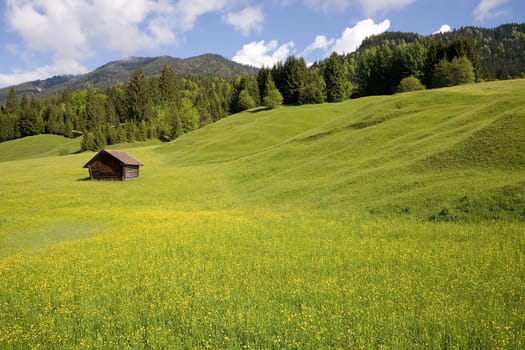 Pasture