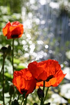 Ornamental poppies at the garden pond
