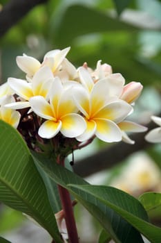 Frangipani