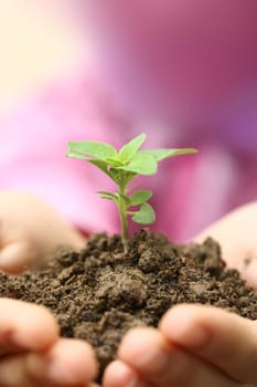 growth sapling