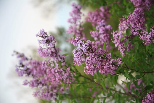 spring