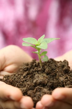 growth sapling