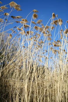 reed background