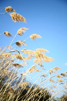 reed background