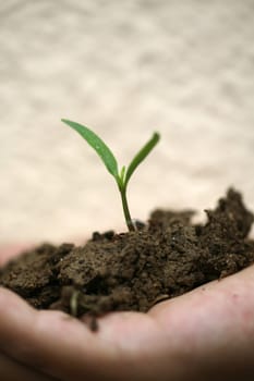 sapling background