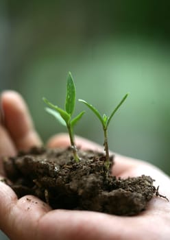 sapling background