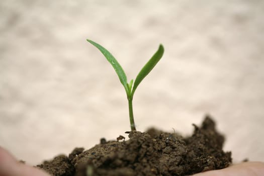 sapling background