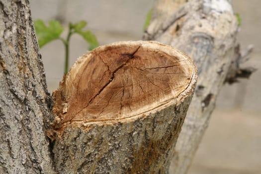 cut trees