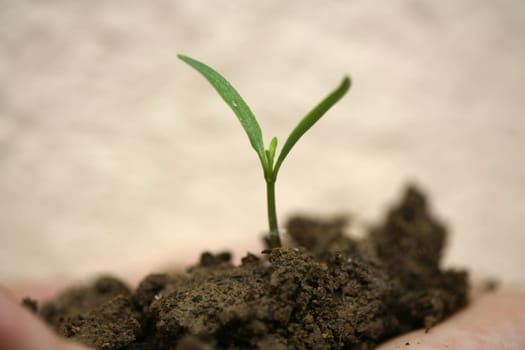 sapling background