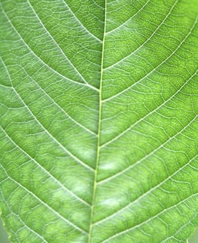 leaf background