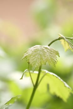 leaf background