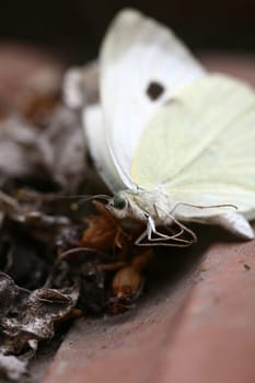 butterfly background