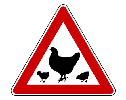 Attention chicken and chicks