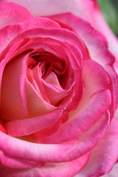 rose background