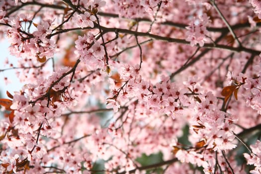 spring