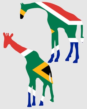 Giraffes with South Africa flag