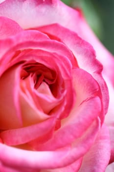 rose background