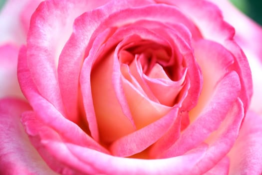 rose background