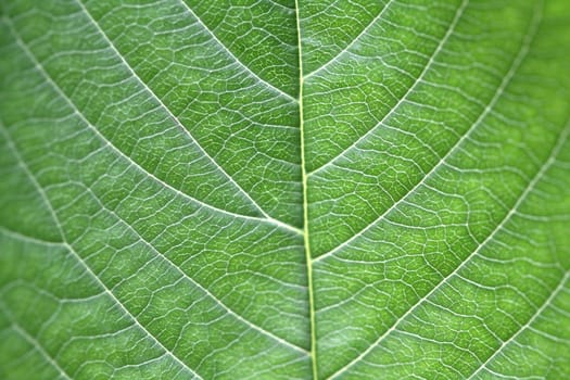 leaf background