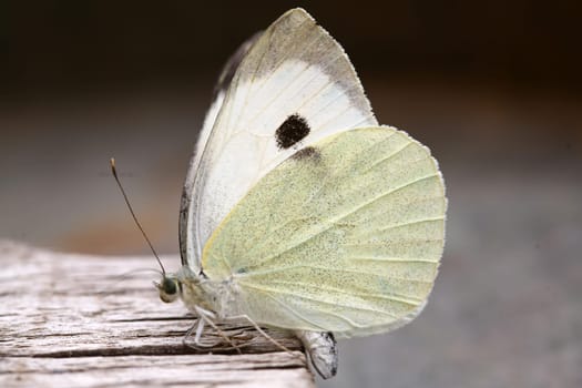butterfly background