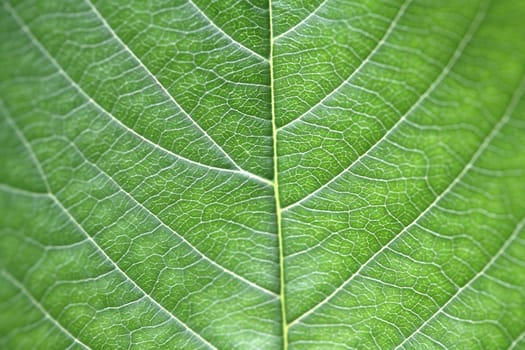 leaf background