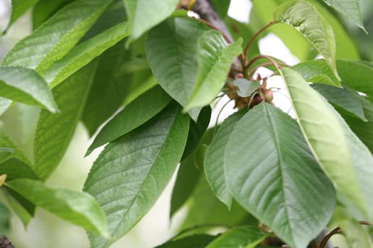 leaf background