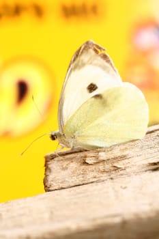 butterfly background