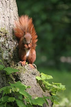 Squirrel