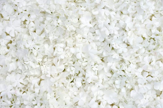 Guelder rose blossoms - background