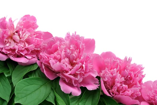 Peony over white background