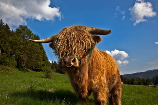 the bull of ..................