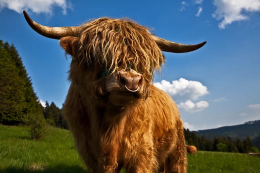 Bull