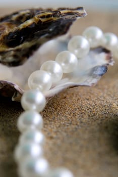 Pearl Necklace 13