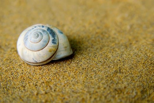 Snail