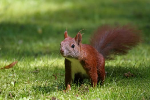 Squirrel