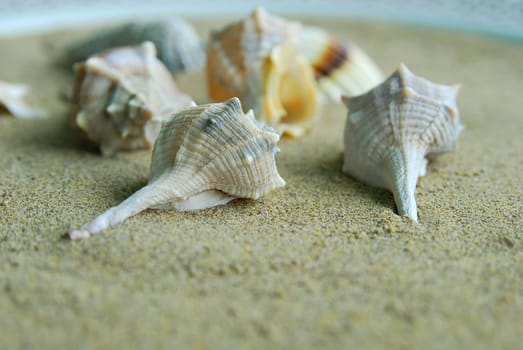 Mussels 03