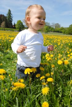Toddler in dandelion field