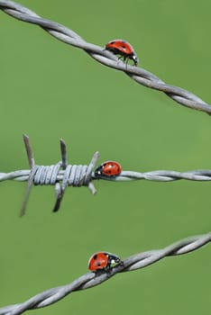 Ladybird