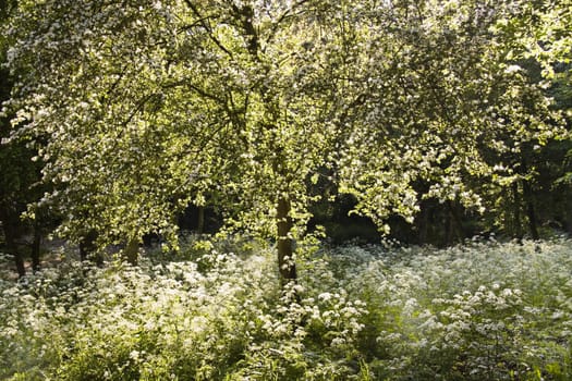 Blooming white tree and Cow parsley in spring