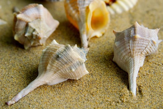 Mussels 04