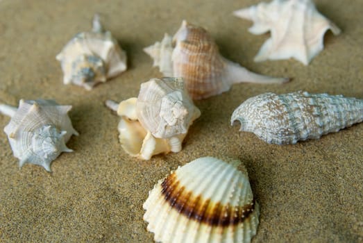 Mussels 02