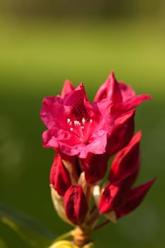 Rhododendron